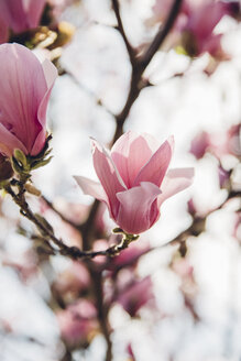 Nahaufnahme von rosa Kirschblüte blühenden Blumen auf Zweigen - CAVF40019