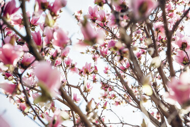 Pink Cherry Blossom Blumen blühen auf Zweigen gegen den Himmel - CAVF40020