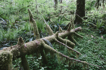 Umgefallener Baum im Wald - CAVF40047