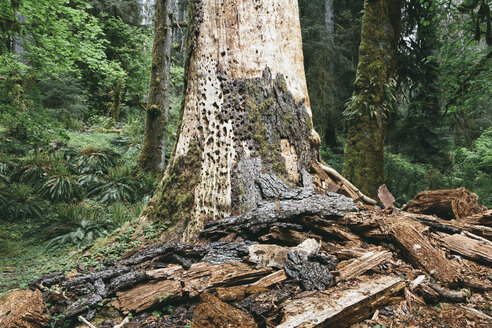 Pflanzenrinde am Baum im Wald - CAVF40048