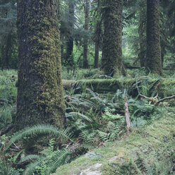 Bäume wachsen im Wald - CAVF40049