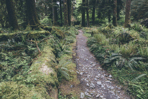 Pfad inmitten von Bäumen im Wald - CAVF40050