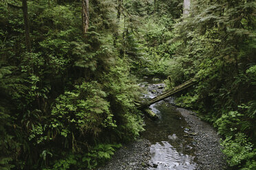 Stream flowing through forest at Olympic National Park - CAVF40051