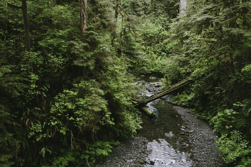 Bach, der durch den Wald im Olympic National Park fließt - CAVF40051