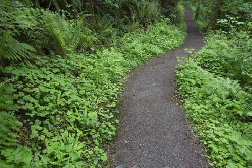 Schotterstraße inmitten von Pflanzen im Wald im Olympic National Park - CAVF40052