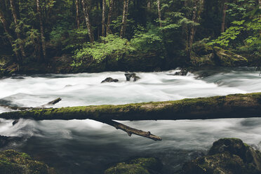 Sol Duc River flowing in forest at Olympic National Park - CAVF40053