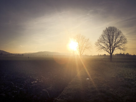 Feld bei Sonnenuntergang - LVF06876