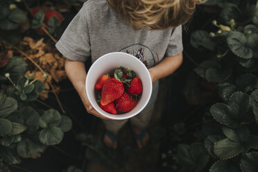 Hoher Blickwinkel des Jungen, der Erdbeeren in einem Behälter hält, während er auf einem Feld steht - CAVF40120