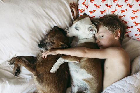 Overhead view of shirtless boy sleeping with dogs on bed stock photo