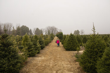 Rückansicht eines Vaters, der einen Tannenbaum trägt, während er mit seiner Tochter im Wald spazieren geht - CAVF40340