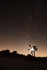 Silhouette eines auf einem Feld wachsenden Joshua-Baums vor einem Sternenfeld - CAVF40616