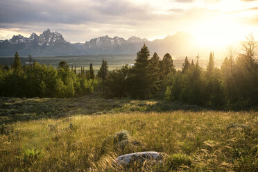 Bäume wachsen auf einem Feld gegen Berge während eines sonnigen Tages - CAVF40665