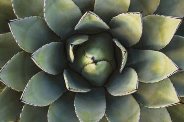 Close-up of succulent plant - CAVF40698