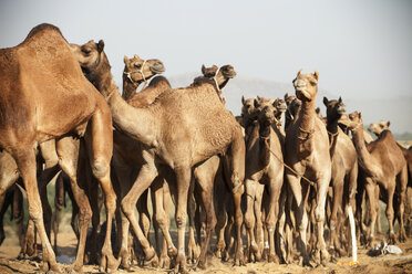 Auf Sand stehende Kamele auf dem Pushkar-Markt - CAVF40799