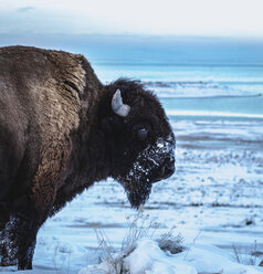 Seitenansicht eines amerikanischen Bisons auf einem verschneiten Feld - CAVF40893