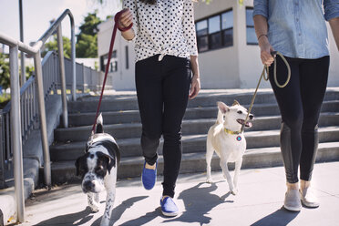 Niedriger Ausschnitt von Frauen, die an einem sonnigen Tag mit Hunden auf einem Fußweg spazieren gehen - CAVF41491