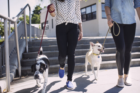 Niedriger Ausschnitt von Frauen, die an einem sonnigen Tag mit Hunden auf einem Fußweg spazieren gehen - CAVF41491