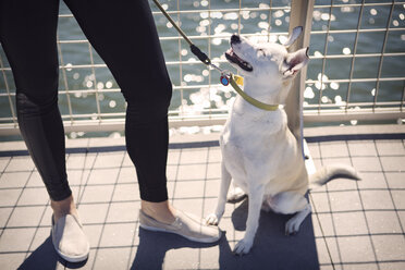 Tiefschnitt einer Frau mit Hund am Geländer eines Flusses an einem sonnigen Tag - CAVF41501