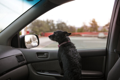 Rückansicht eines im Auto sitzenden Hundes - CAVF41699