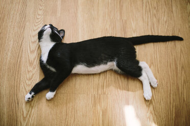 High angle view of cat relaxing on floor at home - CAVF41771