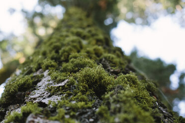 Low angle view of moss growing on tree in forest - CAVF41778