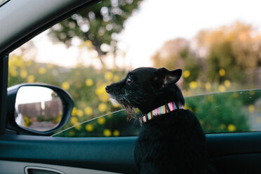 Hund schaut weg, während er im Auto sitzt - CAVF41826