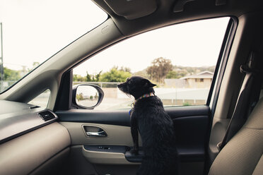 Hund schaut weg, während er sich im Auto aufbäumt - CAVF41852