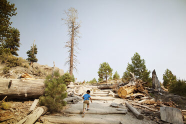 Rear view of boy walking amidst wood against clear sky - CAVF42033