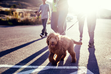 Niedriger Ausschnitt einer Familie, die an einem sonnigen Tag mit ihrem Hund auf der Straße spazieren geht - CAVF42079