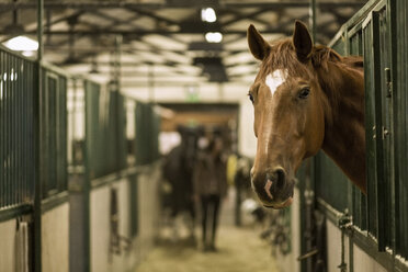 Pferd in der Box im Stall - MASF04848