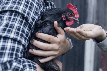 Mittelteil eines Mannes, der ein Huhn trägt, während eine Frau es in einer Geflügelfarm füttert - MASF04908