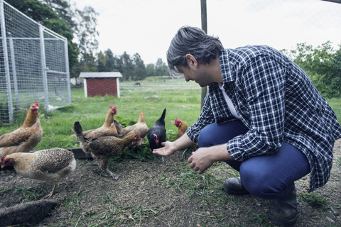 Mann füttert Hühner in Geflügelfarm, lizenzfreies Stockfoto