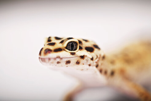 Gecko against white background - CAVF42143