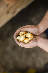 Cropped hands of boy holding onions - CAVF42360