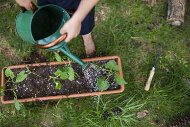 Low section of boy watering potted plants at backyard - CAVF42365