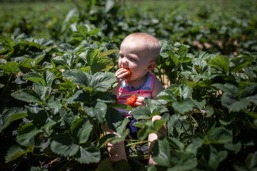 Hohe Winkel Ansicht von Baby-Mädchen essen Erdbeeren beim Sitzen in Bauernhof im Sommer - CAVF42398