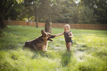 Baby-Mädchen, das einen deutschen Schäferhund berührt, während es auf einer Wiese im Hof steht - CAVF42415