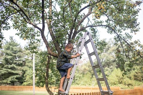 Junge klettert auf Leiter, um Birnen auf dem Bauernhof zu ernten, lizenzfreies Stockfoto