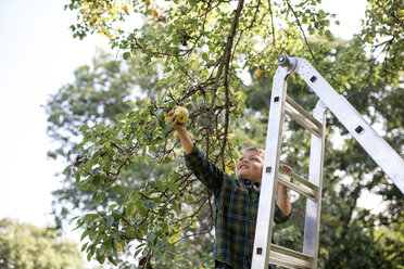 Boy picking pear while standing on ladder at farm - CAVF42433