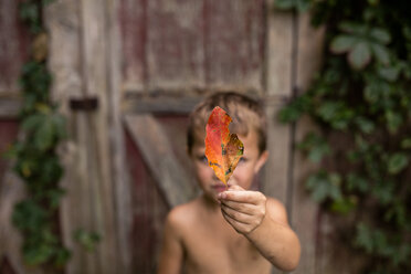 Nahaufnahme eines Jungen ohne Hemd, der ein Herbstblatt gegen eine Hütte hält - CAVF42438