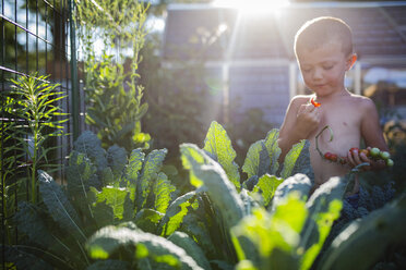 Hemdloser Junge isst Kirschtomaten im Gemüsegarten - CAVF42451