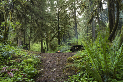 Bäume wachsen im Wald - CAVF42500