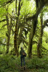 Rückansicht einer Wanderin, die inmitten des Hoh Rainforest wandert - CAVF42510