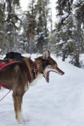Seitenansicht eines Huskys auf einem verschneiten Feld - CAVF42516