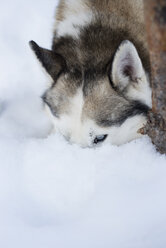 Nahaufnahme eines Huskys mit Kopf im Schnee - CAVF42517