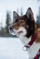 Husky schaut auf verschneitem Feld weg - CAVF42518