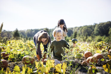 Familie bei der Kürbisernte auf dem Bauernhof gegen den Himmel - CAVF42966