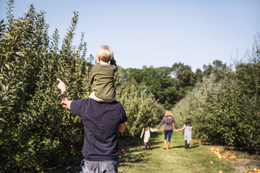 Rückansicht eines Vaters, der seinen Sohn auf der Schulter trägt, während er in einer Apfelplantage steht - CAVF42970