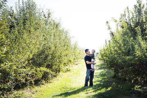 Vater trägt seinen Sohn auf einem Feld in einer Apfelplantage - CAVF42972