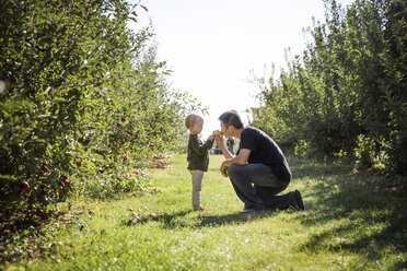 Vater mit Sohn riecht am Apfel im Obstgarten - CAVF42974